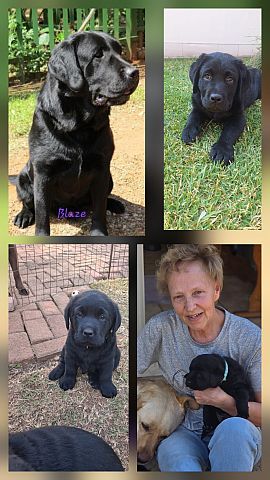 Black Labrador puppy.