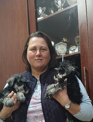 Two salt & pepper miniature schnauzer puppies.