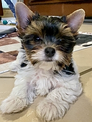 Biewer puppy posing for a photo