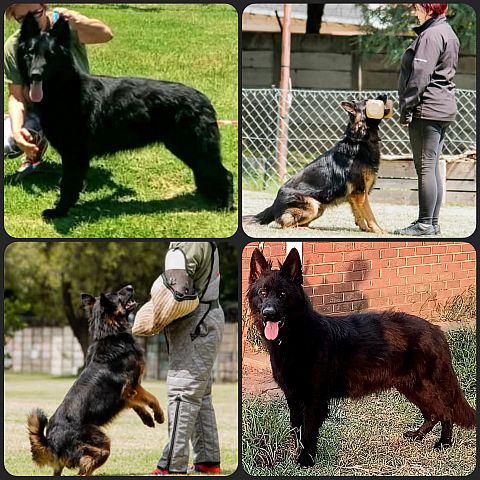 German shepherd dogs being trained to attack.