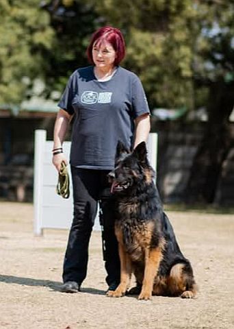 A highly trained German Shepherd Dog
