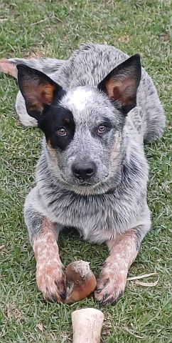 Cattle dog puppy playing with toys.
