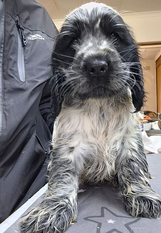 Cocker spaniel puppy.