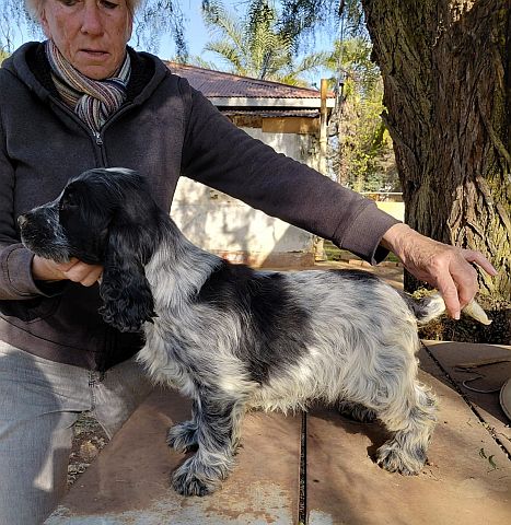 Cocker spaniel puppy with breeder.