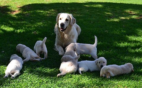 Golden retriever with 7 puppies.
