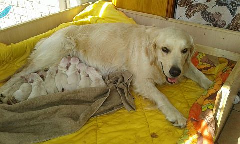 Golden retriever puppies in whelping box.