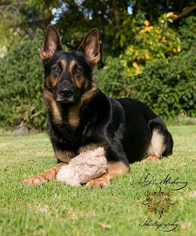 Black & tan gsd in garden.