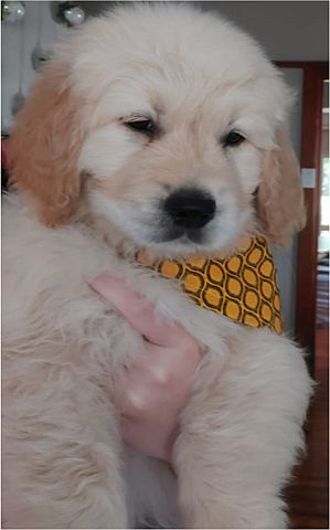 Golden retriever puppy with yellow bandana.