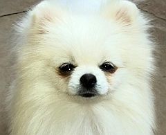 Close up of a white toypom's face