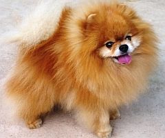 Happy toypom