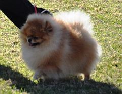 Tiny toypom on a lead