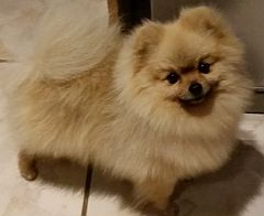 champion pomeranian