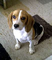 Beagle looking good as gold