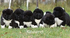A row of Akita puppies