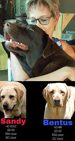 Labrador breeder.