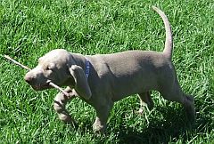 weimeraner puppy carrying a stick