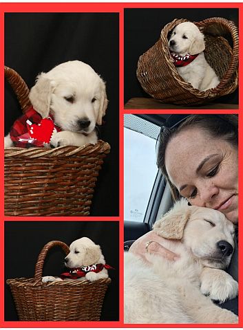 Golden retriever puppies & breeder.
