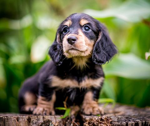 Black & tan daxie with a wistful expression.