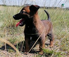 A Malinois puppy.