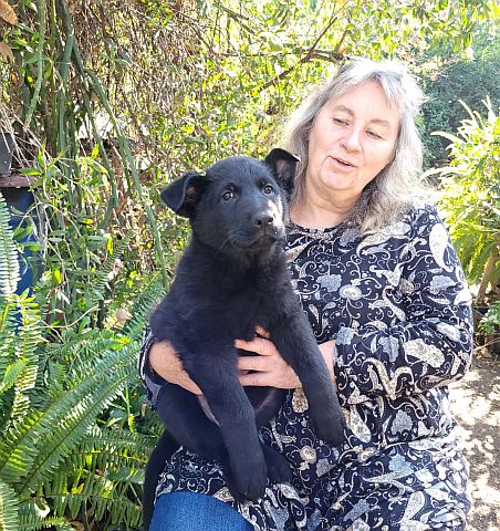Dog breeder holding a black German Shepherd puppy.