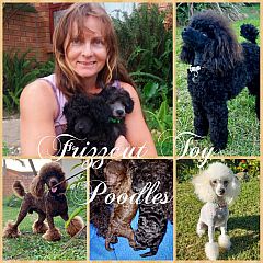 Toy poodle puppies with breeder.