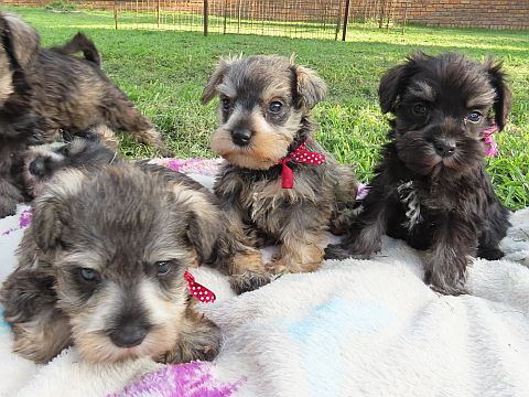 A litter of salt & pepper miniature schnauzer puppies on a blanket.