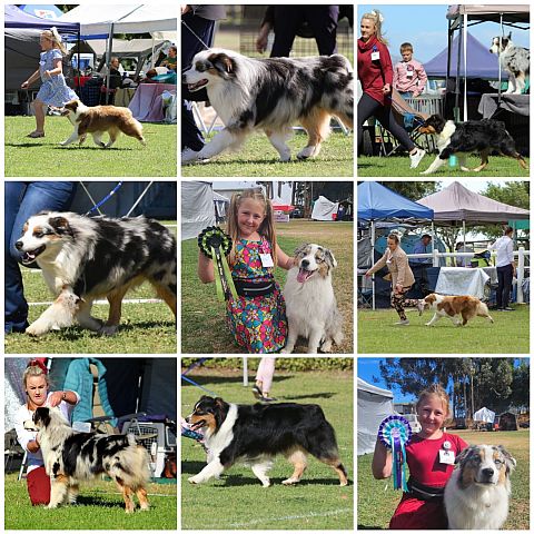 Our Australian Shepherds do well in the show ring!