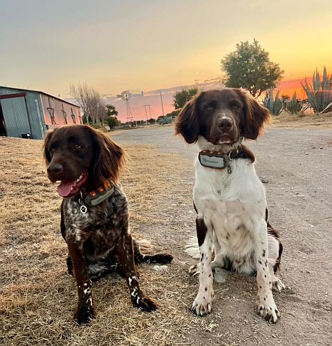 Two Munsterlander adult dogs.