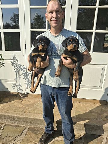 Dog breeder holding two Rottweiler puppies.