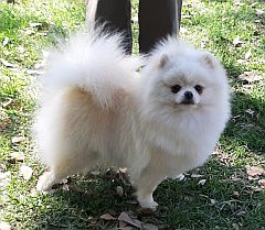 Snow white pomeranian.