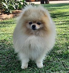 Fluffy male toypom.