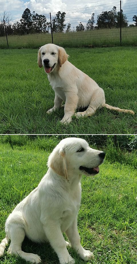golden retriever puppies 5 months.