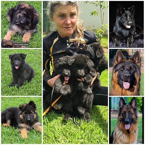 Black, & black and tan GSD puppies