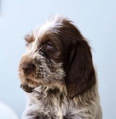 Spinone puppy face