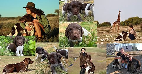 Collage of small Munsterlander puppies.