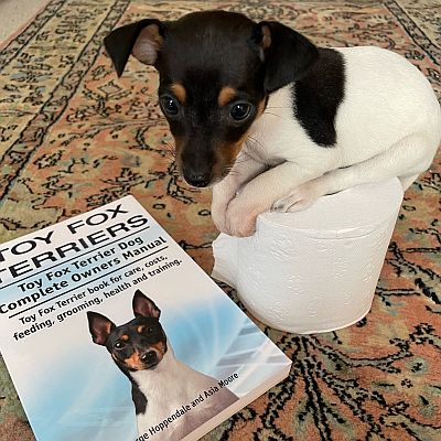 Tiny toy fox terrier sitting on a toilet roll