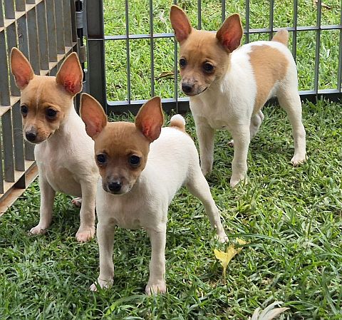 3 little toy pups.