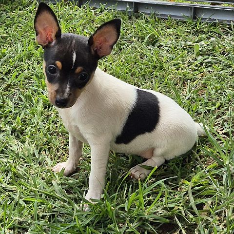 Black & white puppy with a touch of tan on head.