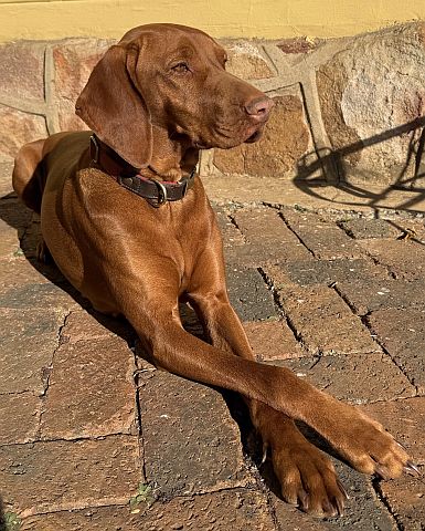 Vizla relaxing with legs crossed.