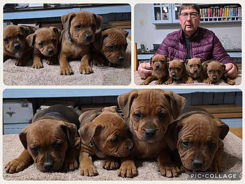 Staffordshire bull terrier puppies.