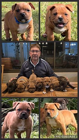 Staffy collage