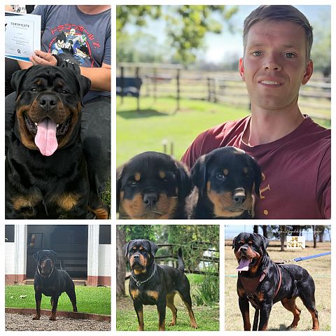 Rottweiler breeder with his dogs & puppies.