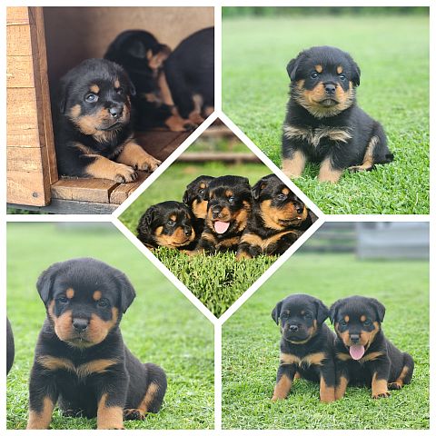 Rottweiler puppies.
