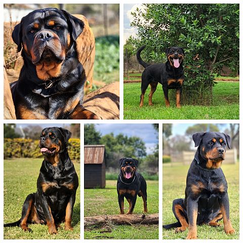 Our adult Rottweilers.