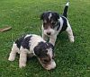 Two wire fox terrier puppies.